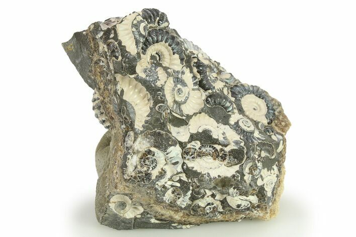 Ammonite (Promicroceras) Cluster - Marston Magna, England #281994